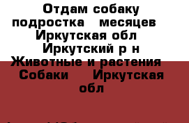 Отдам собаку подростка 8 месяцев. - Иркутская обл., Иркутский р-н Животные и растения » Собаки   . Иркутская обл.